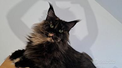 Maine Coon