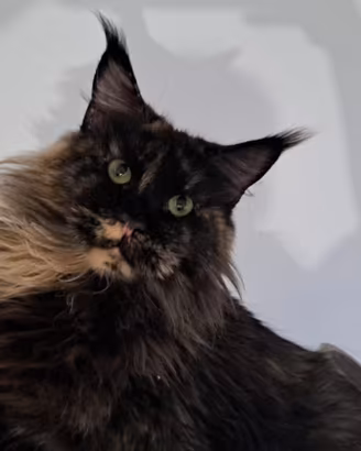 Maine Coon