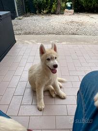 Cucciolo di Siberian Husky con pedigree