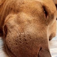 American staffordshire terrier