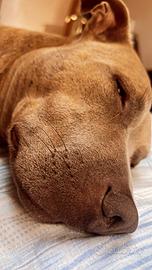 American staffordshire terrier