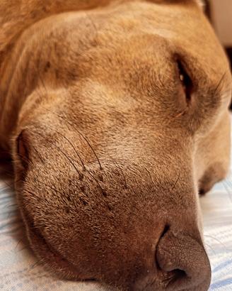 American staffordshire terrier