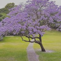 Alberello di jacaranda piantina giovane