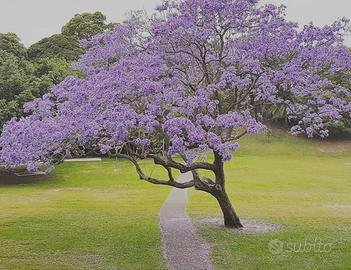 Alberello di jacaranda piantina giovane
