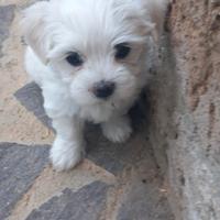 Cucioli bichon maltese