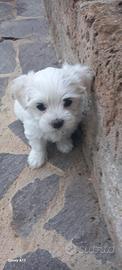 Cucioli bichon maltese