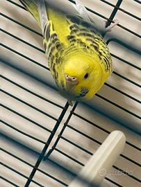 Cocorite 7 mesi completo di gabbia