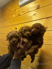 Barboncini toy maschietti