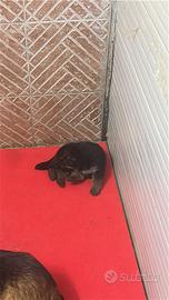 Cucciola di pastore Tedesco