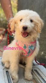 Gastone gaspare geremia ginevra