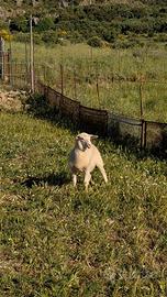 Agnelle femmine incrocio da carne