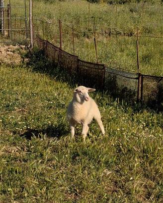 Agnelle femmine incrocio da carne