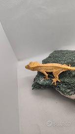 Geco Ciliatus ID: FOxBA-U4-20260528
