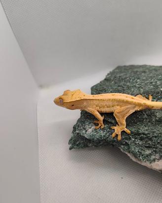 Geco Ciliatus ID: FOxBA-U4-20260528
