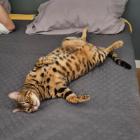 Bengala maschio per monta