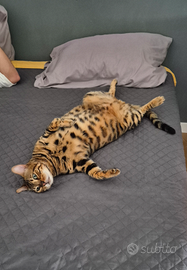 Bengala maschio per monta