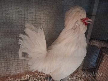 gallo padovano 