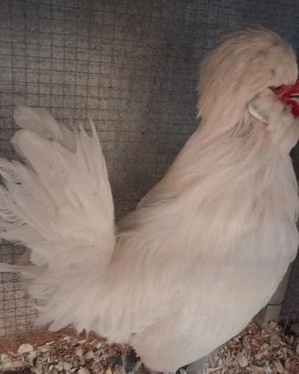 gallo padovano 