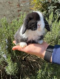 Cuccioli ariete conigli