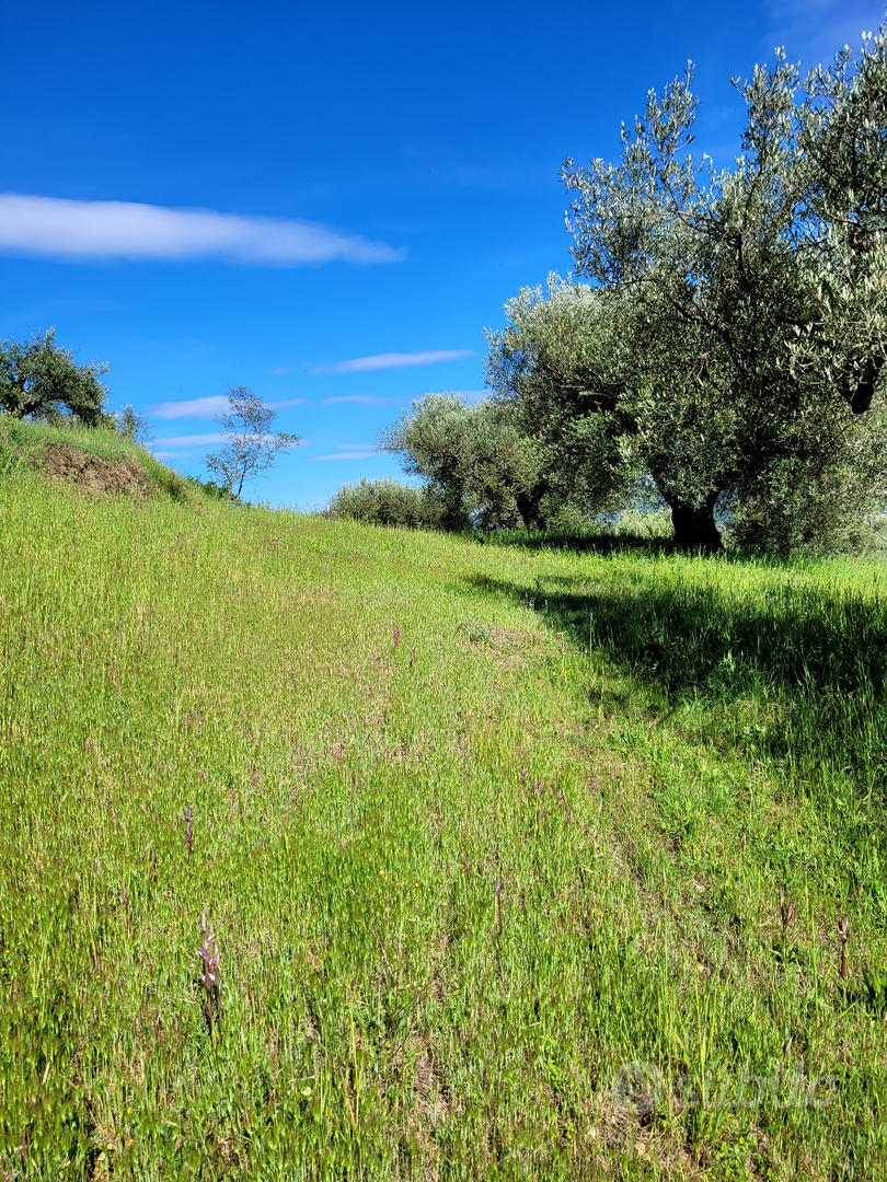 Striscia di terreno 5 mila mq - Vista 3