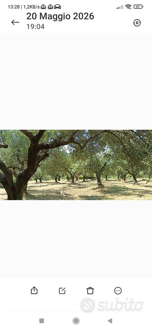 proprietà immersa nel verde dei monti lepini - Altro