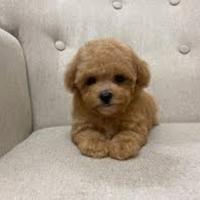 Maschietti barboncino mini Toy Albicocca