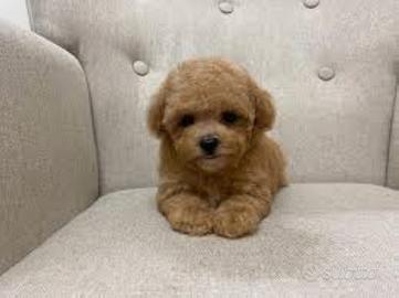 Maschietti barboncino mini Toy Albicocca