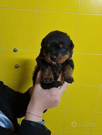 Cuccioli Rottweiler