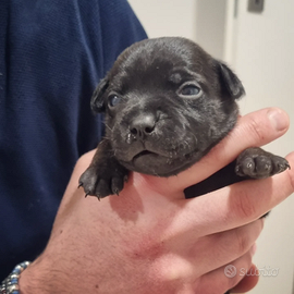 Staffy cuccioli staffordshire bullterrier