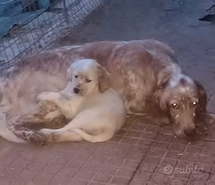 Cucciolo Setter inglese