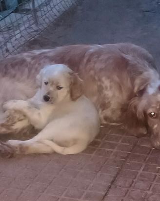 Cucciolo Setter inglese