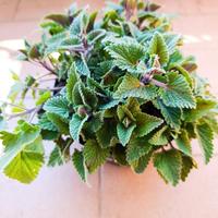 La vera Erba gatta (Nepeta cataria)