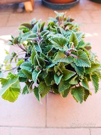 La vera Erba gatta (Nepeta cataria)