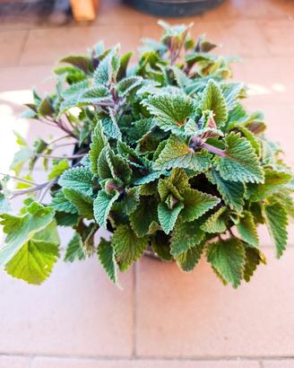 La vera Erba gatta (Nepeta cataria)