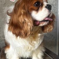 Cavalier KING disponibile per monte