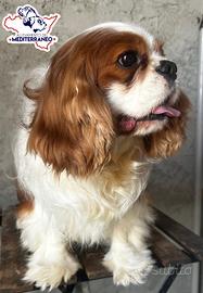 Cavalier KING disponibile per monte