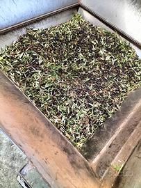 Terr. Agricolo 2143mq Lizzano (Contrada Vito Mele)