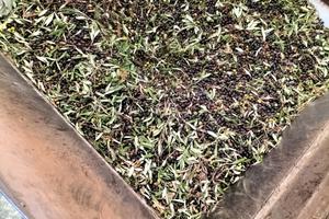 Terr. Agricolo 2143mq Lizzano (Contrada Vito Mele)