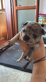 Buldog francese