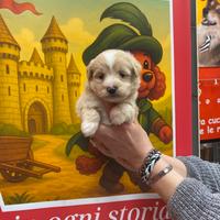 Barboncino maltipo mini Toy maschio asiatico