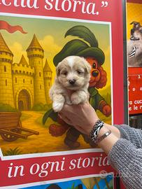 Barboncino maltipo mini Toy maschio asiatico