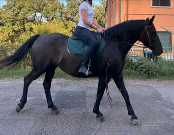 Cavalla san fratellana per tutti