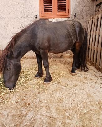 Pony Shetland