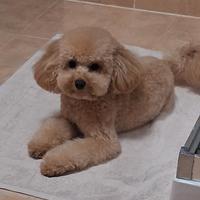 Tommy vorrebbe una compagna