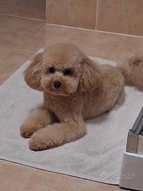 Tommy vorrebbe una compagna