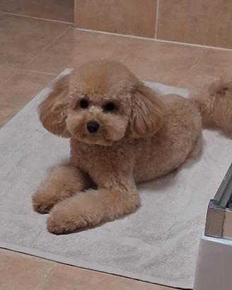 Tommy vorrebbe una compagna