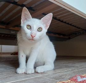Gattina cucciola bianca