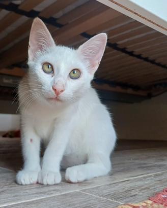 Gattina cucciola bianca