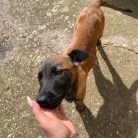 Cucciola pastore belga malinois