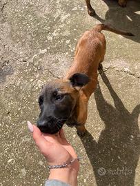 Cucciola pastore belga malinois
